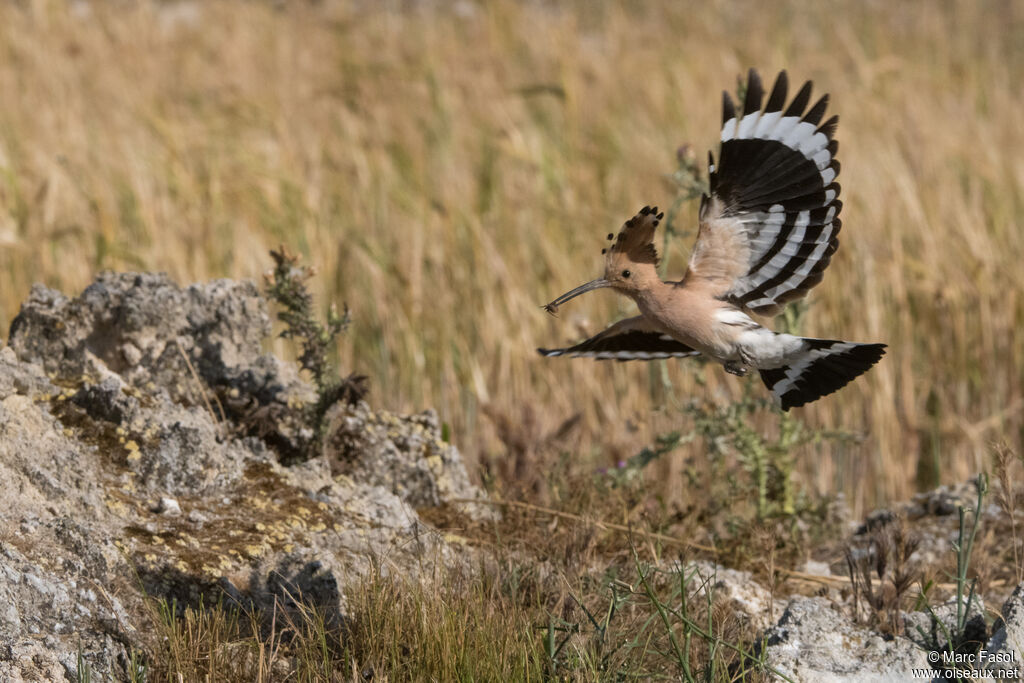 Eurasian Hoopoe