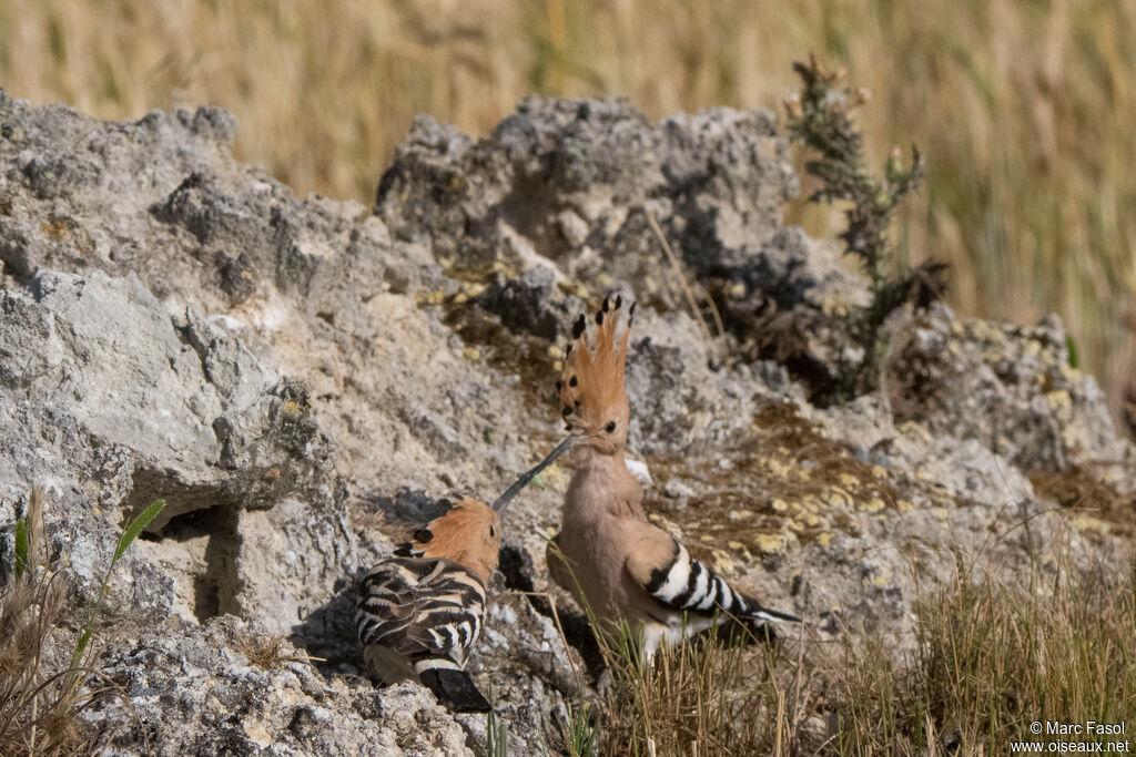 Eurasian Hoopoe