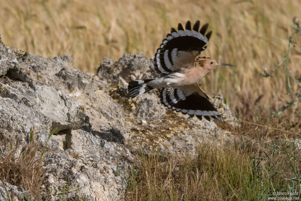 Eurasian Hoopoe