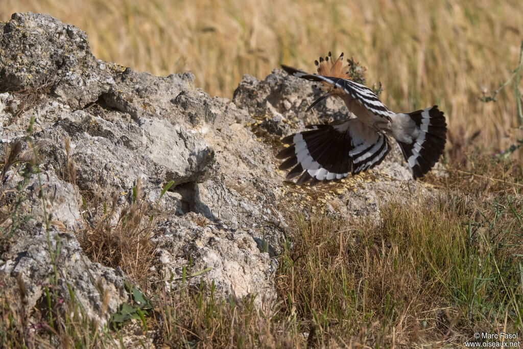 Eurasian Hoopoe