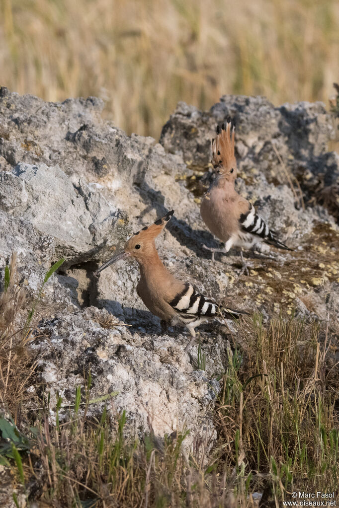 Eurasian Hoopoe