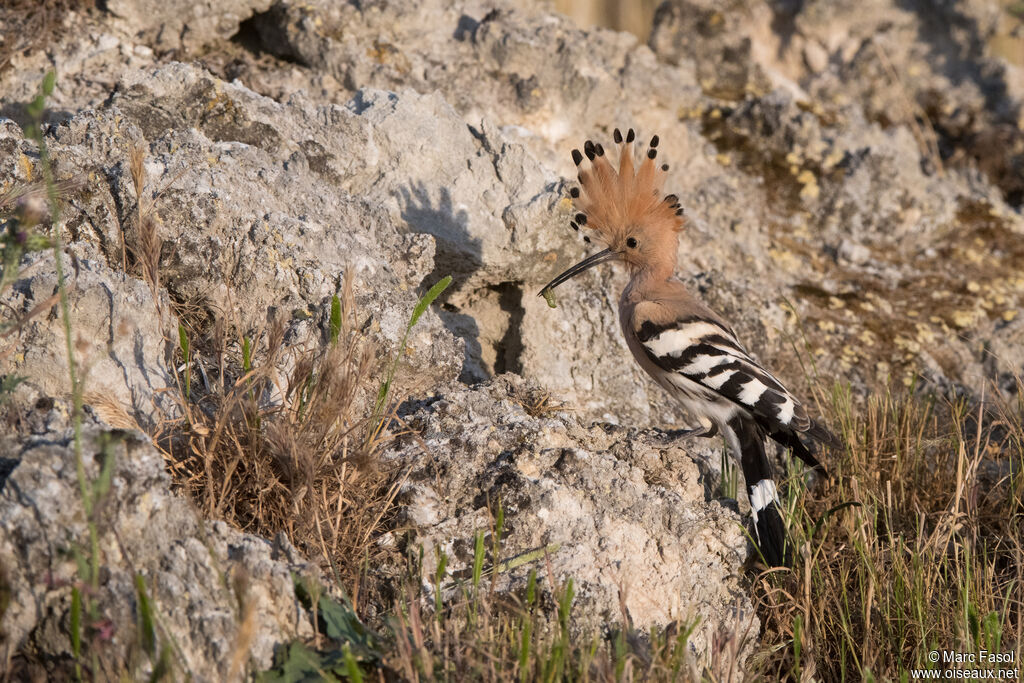 Eurasian Hoopoe