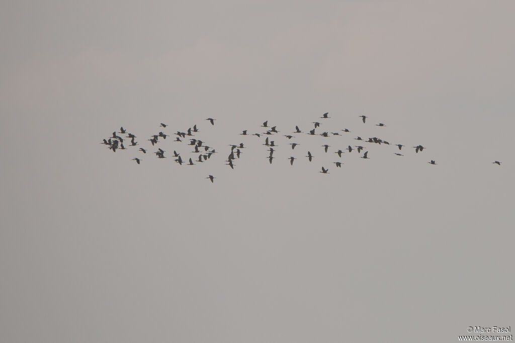 Ibis falcinelle, Vol