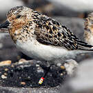 Bécasseau sanderling