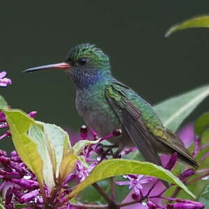 Colibri d'Élicia