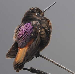 Colibri de Castelnau