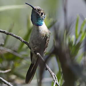 Colibri de Fanny