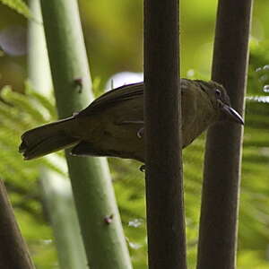 Habia de Stolzmann