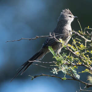 Synallaxe de la Plata