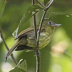 Tyranneau de Colombie