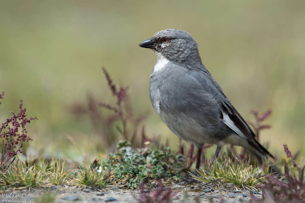 Idiopsar leucoptère