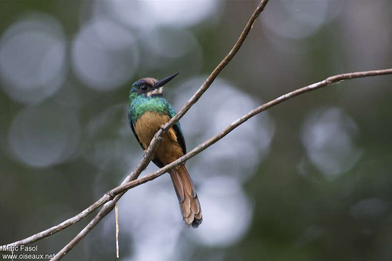 White-chinned Jacamaradult, identification