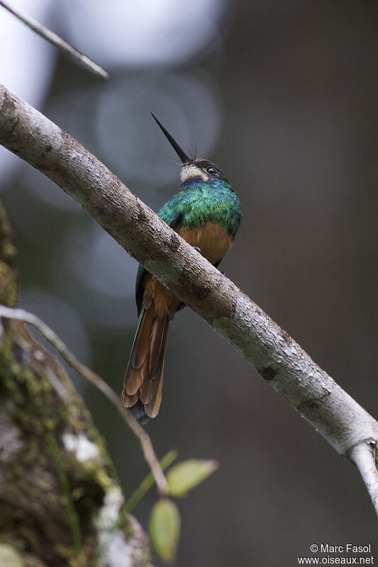 Jacamar à menton blancadulte, identification