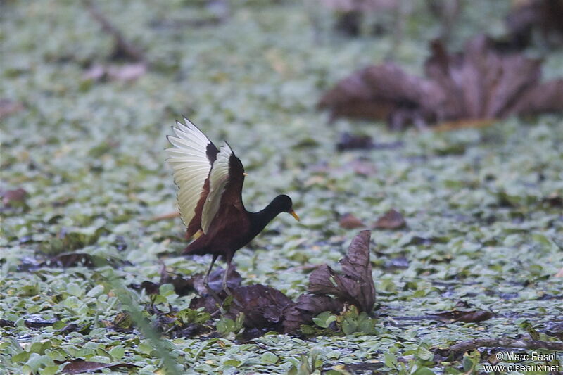 Wattled Jacanaadult, identification, Flight, Behaviour