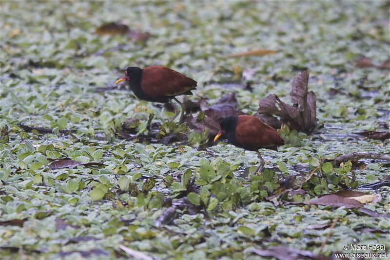 Jacana noir adulte, identification, Comportement