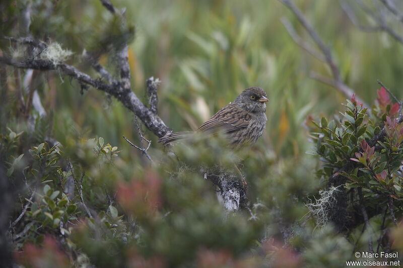 Junco des volcansadulte, identification