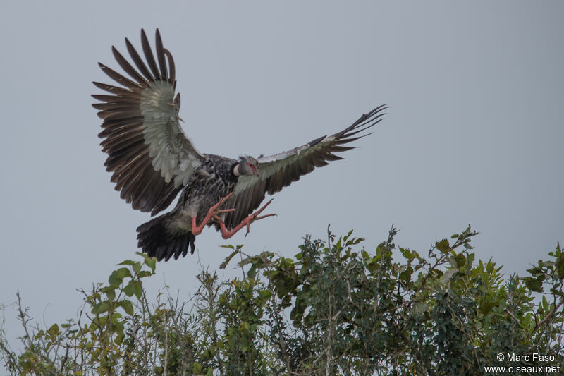 Southern Screameradult, Flight