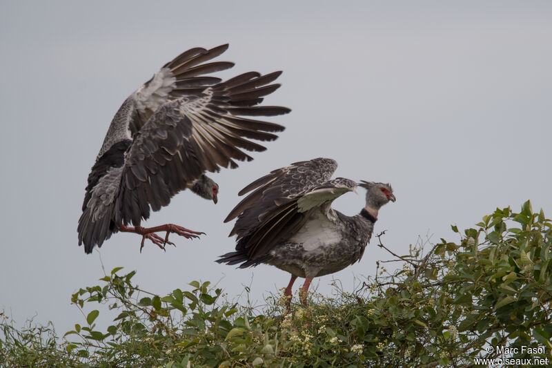 Southern Screameradult