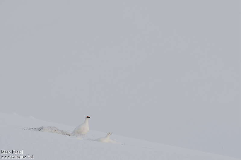 Lagopède alpinadulte internuptial, camouflage