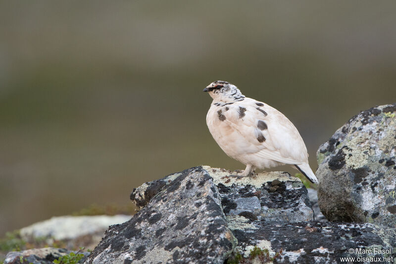 Lagopède alpin femelle adulte transition, habitat, camouflage