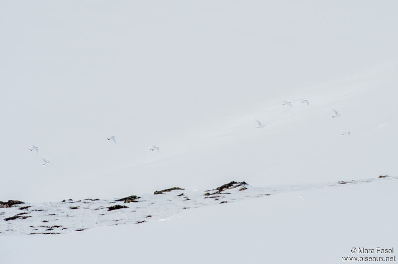 Lagopède alpin, camouflage, Vol