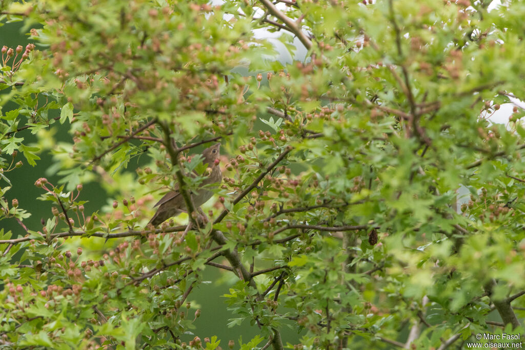 River Warbler