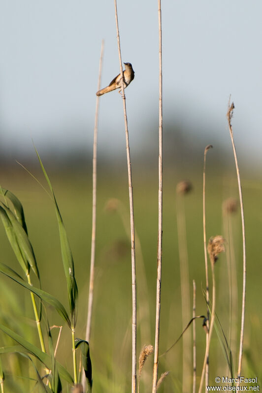 Locustelle luscinioïde mâle adulte, habitat, chant