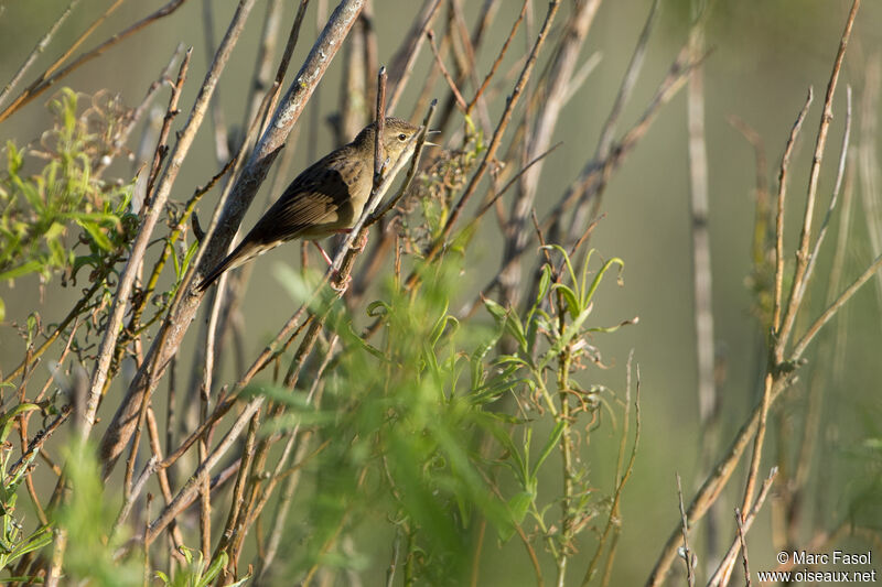 Common Grasshopper Warbler male adult, song