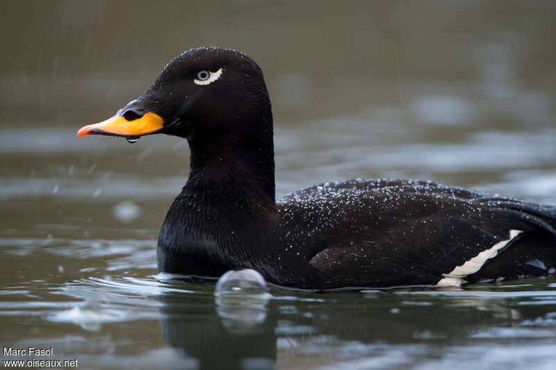 Velvet Scoter male adult post breeding, close-up portrait, pigmentation, swimming