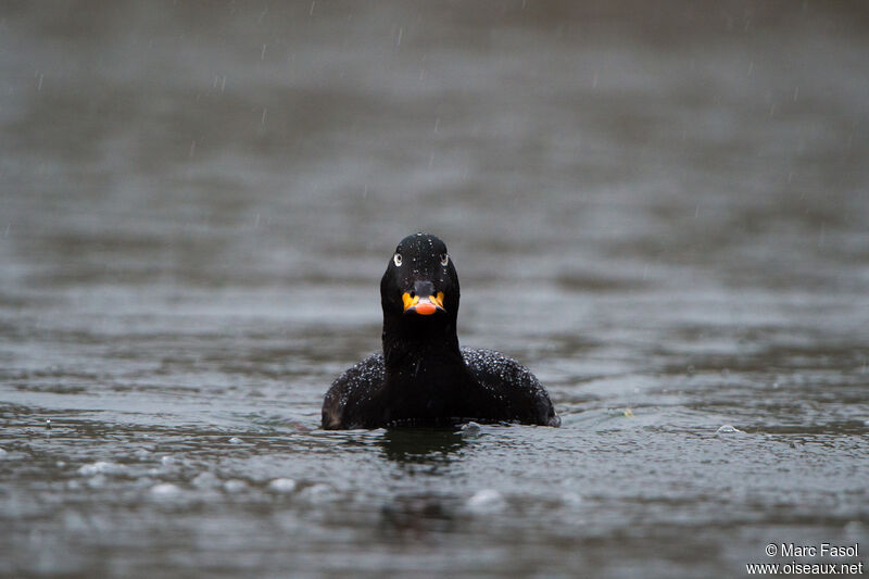 Velvet Scoter male adult, identification, swimming