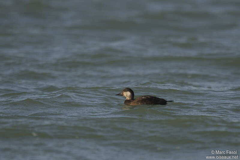 Macreuse noire femelle, identification