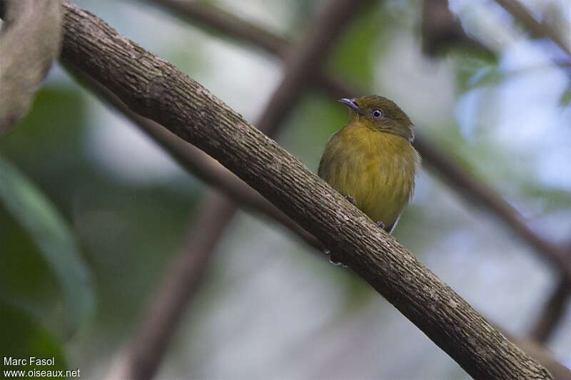 Band-tailed Manakin female adult