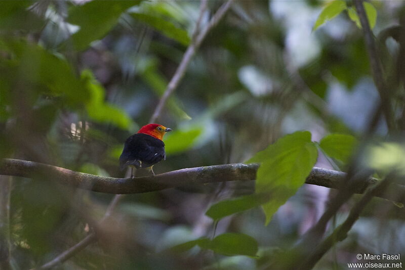 Band-tailed Manakin male, identification