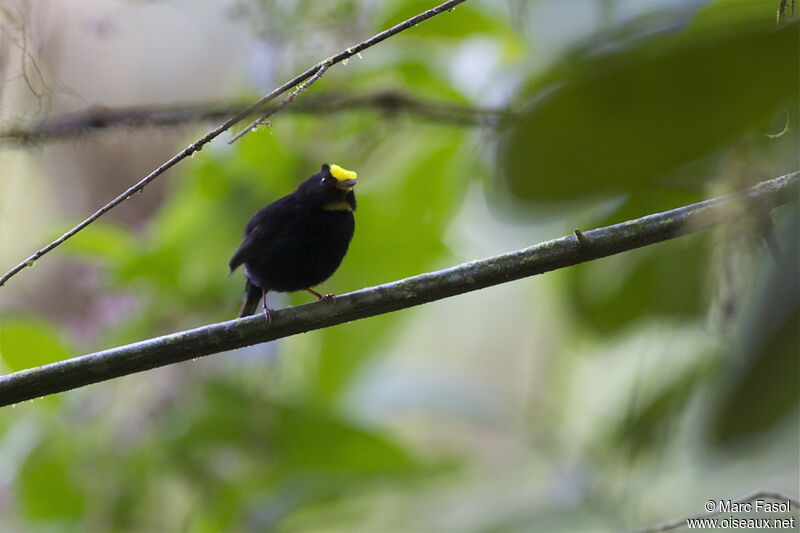 Manakin aux ailes d'or mâle adulte, identification