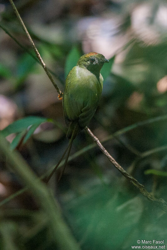 Long-tailed Manakin female adult breeding, identification