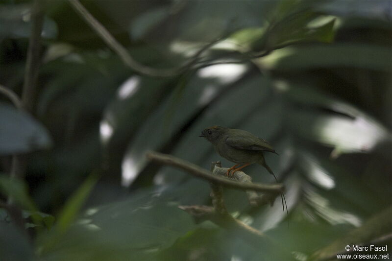 Manakin fastueux femelle adulte nuptial, identification