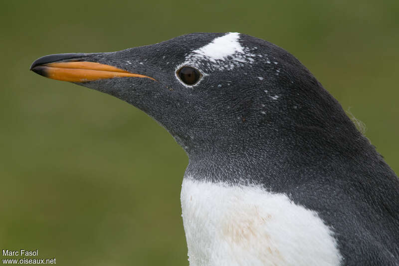 Manchot papouadulte, portrait