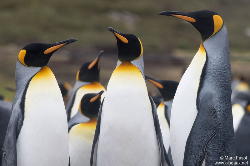 King Penguin