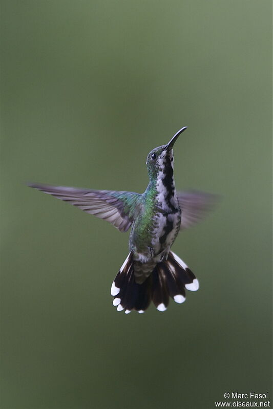 Green-breasted Mango female adult, Flight