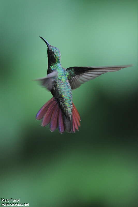 Green-breasted Mango male adult, Flight