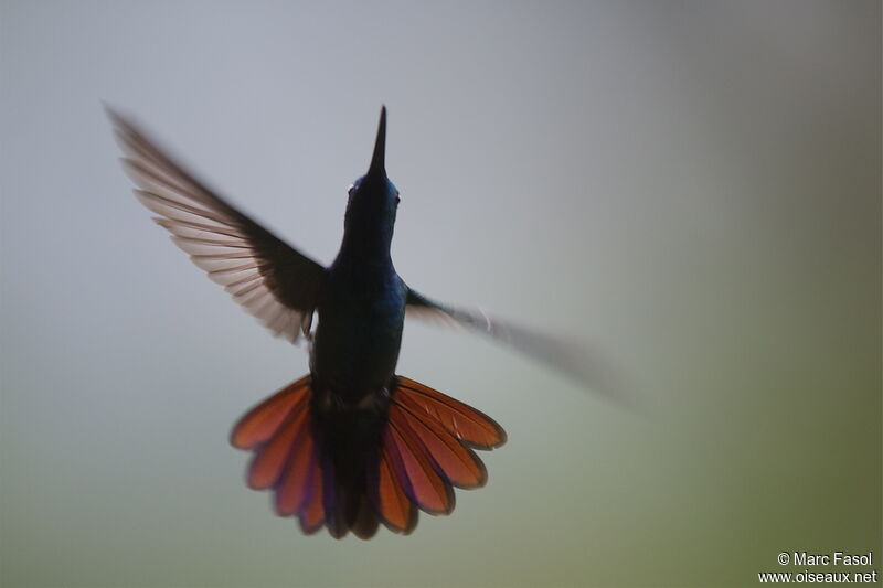 Green-breasted Mango male adult, Flight