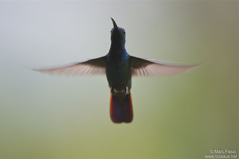 Green-breasted Mango male adult, Flight