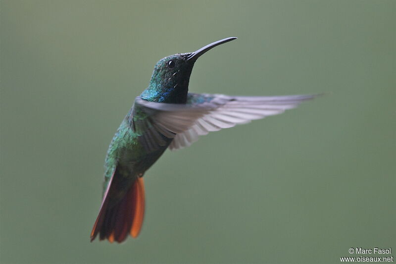 Green-breasted Mango male adult, Flight