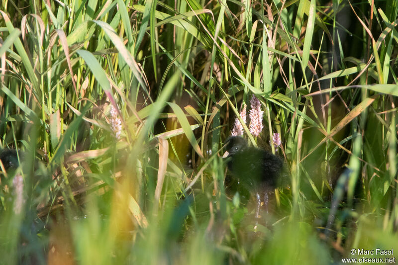 Baillon's CrakePoussin, identification