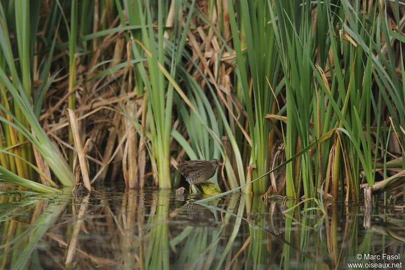 Marouette ponctuéeadulte internuptial, identification, Comportement