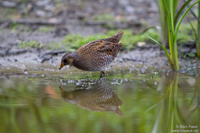 Spotted Crakejuvenile, identification