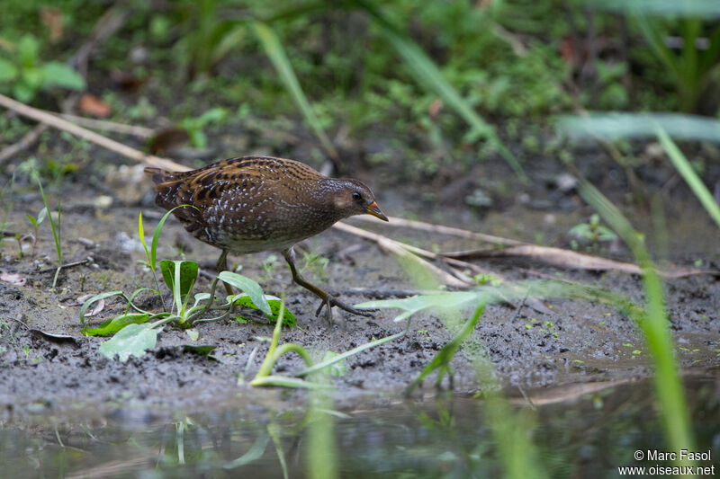 Spotted Crakejuvenile, identification