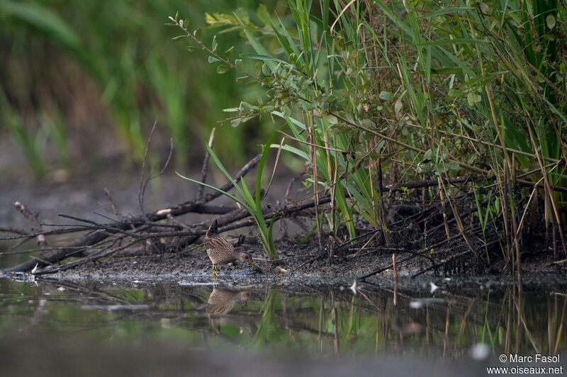 Spotted Crake, camouflage, walking, fishing/hunting