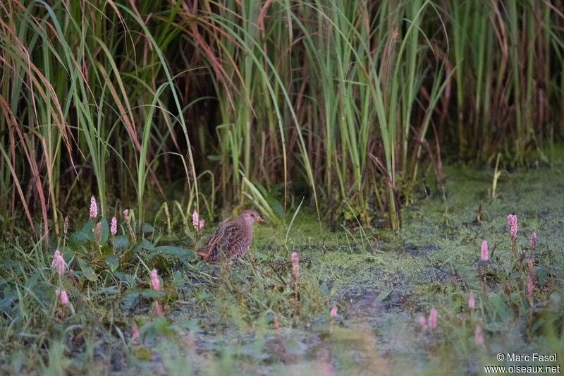 Spotted Crakeadult breeding, habitat