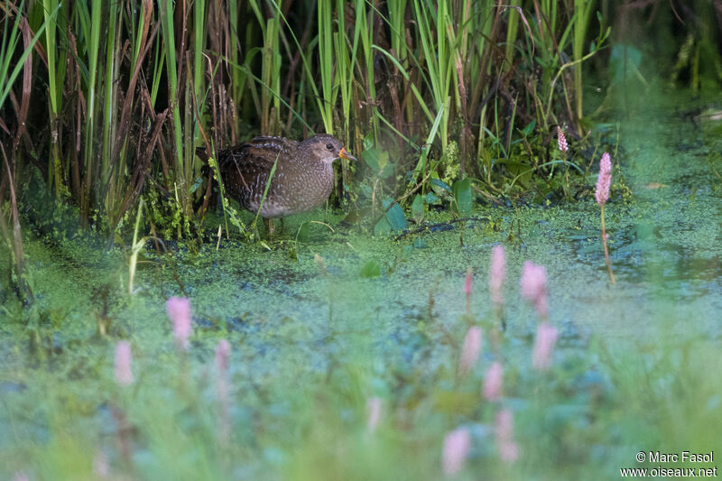 Spotted Crakeadult, habitat